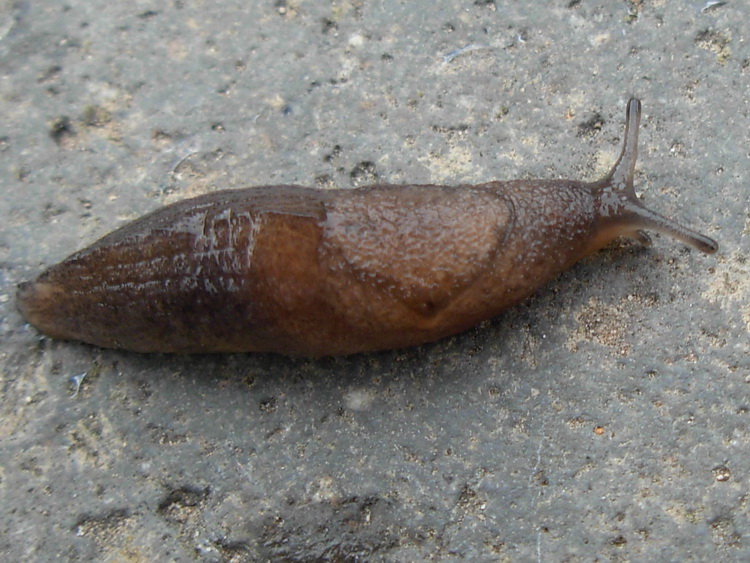 Tandonia sowerbyi (?) dall''isola di  Capraia